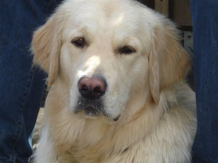 Golden retriever Djazz - Djazz 1år billede 7