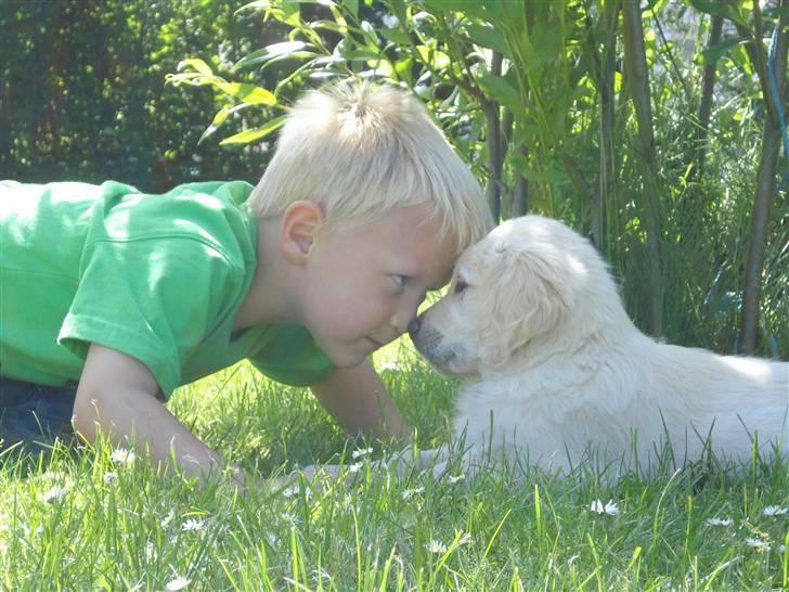 Golden retriever Djazz - Djazz 12 uger sammen med mikkel billede 8