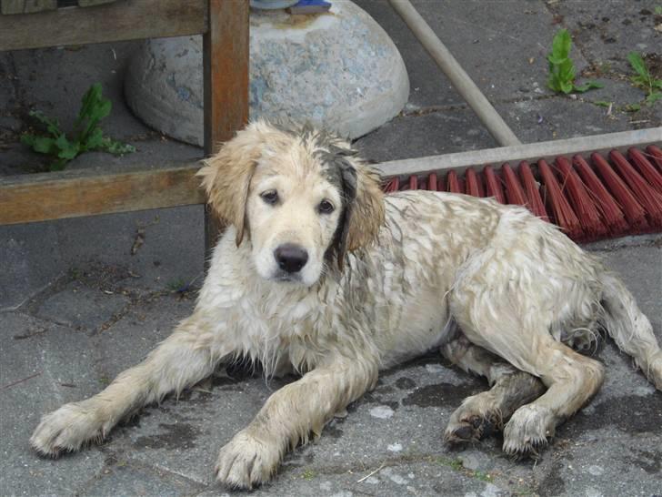 Golden retriever Djazz - Djazz 17 uger, har lige været en tur i åen... billede 9
