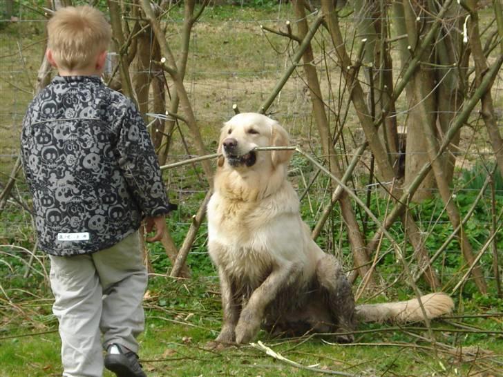 Golden retriever Djazz - Djazz 1år.. leger med mikkel billede 10