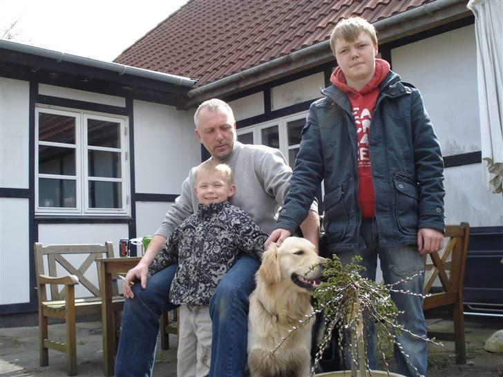 Golden retriever Djazz - Her er så alle mine drenge billede 11