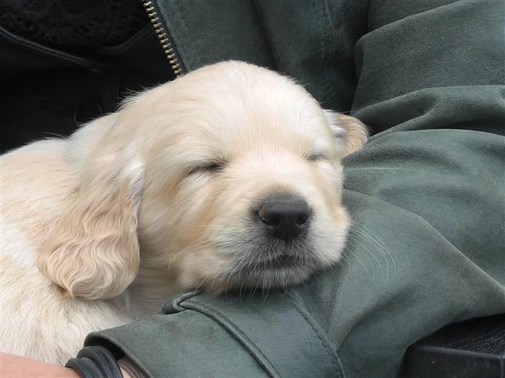 Golden retriever Djazz - Djazz 6 uger billede 12