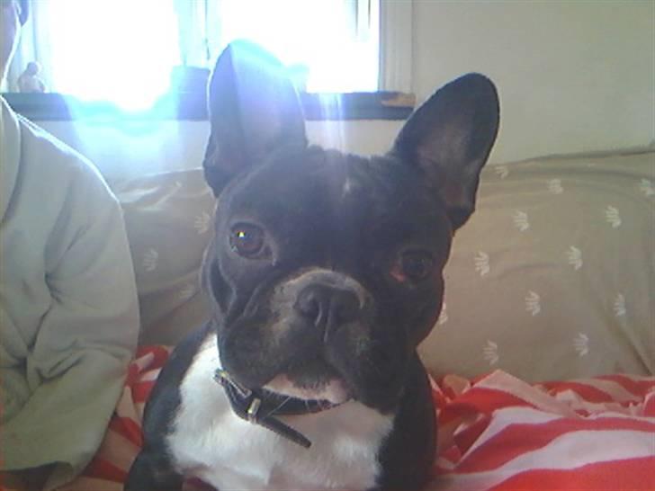 Fransk bulldog Karla (Kelli) - Her er jeg!!! billede 7