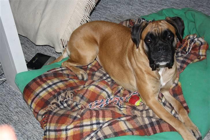 Boxer Kahlua billede 13