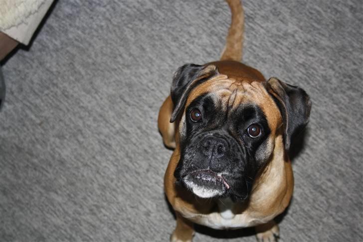 Boxer Kahlua billede 14