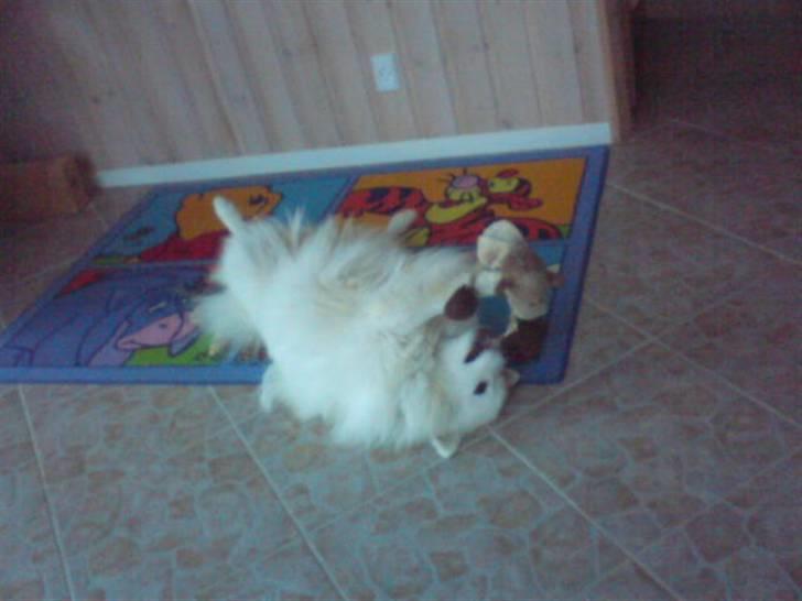 Japansk spids viggo aka kiks - sådan ser man ud når man er ved at dræbe æsel...igen nyt* billede 5