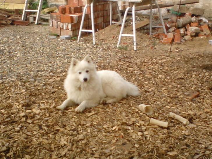 Japansk spids viggo aka kiks - ved ikke lige helt hvor gammel han er her  billede 7