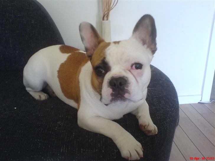 Fransk bulldog Bijous Freja billede 2