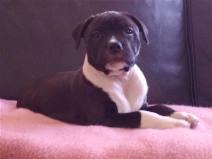 Staffordshire bull terrier Kenzo billede 1