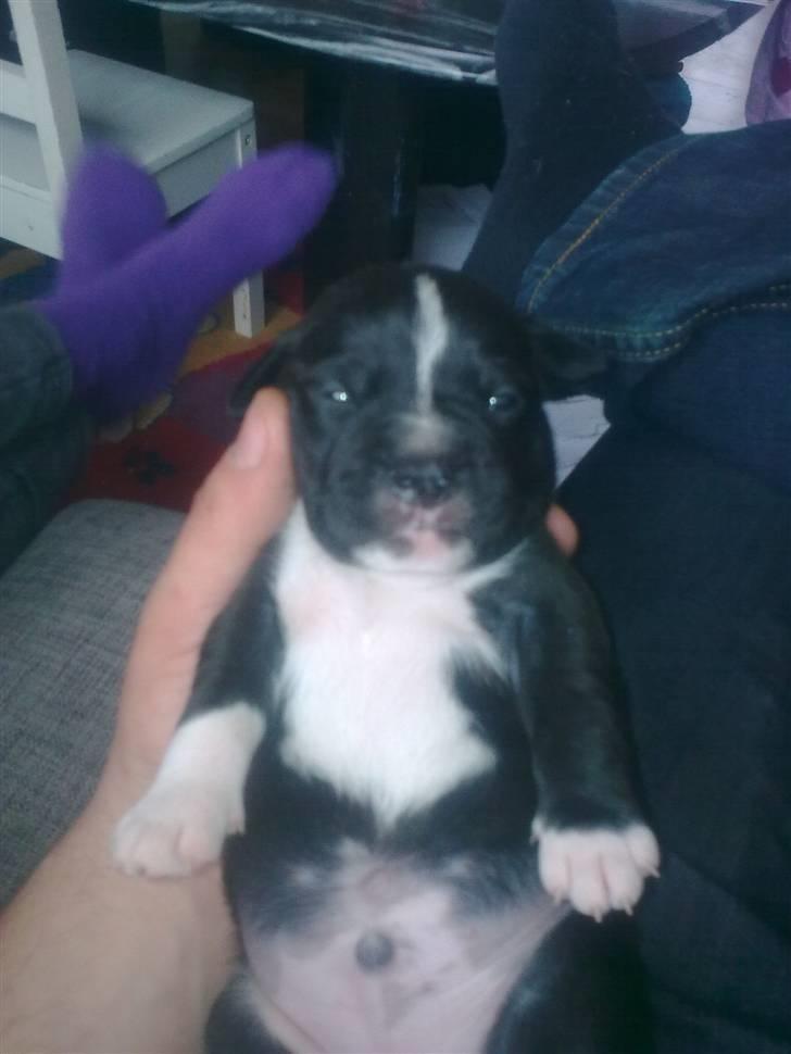 Staffordshire bull terrier Kenzo billede 2