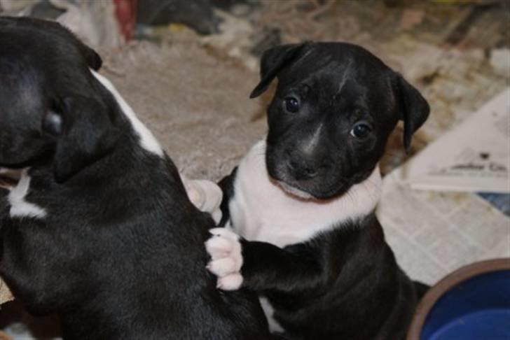 Staffordshire bull terrier Kenzo billede 3