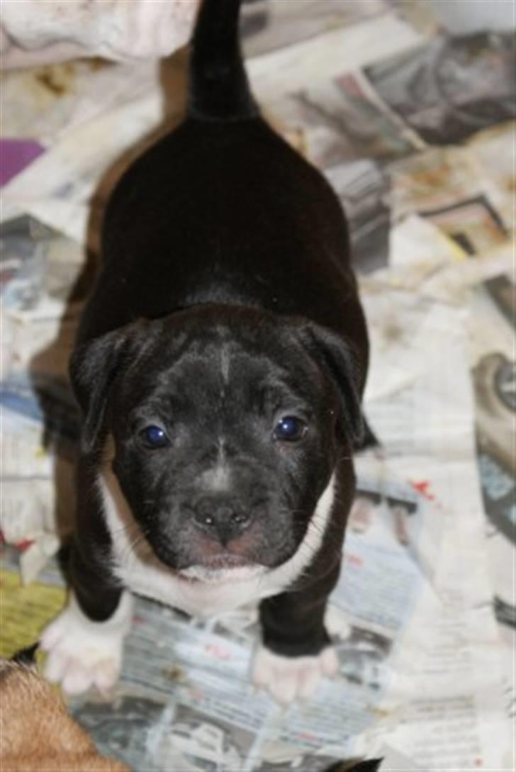 Staffordshire bull terrier Kenzo billede 4