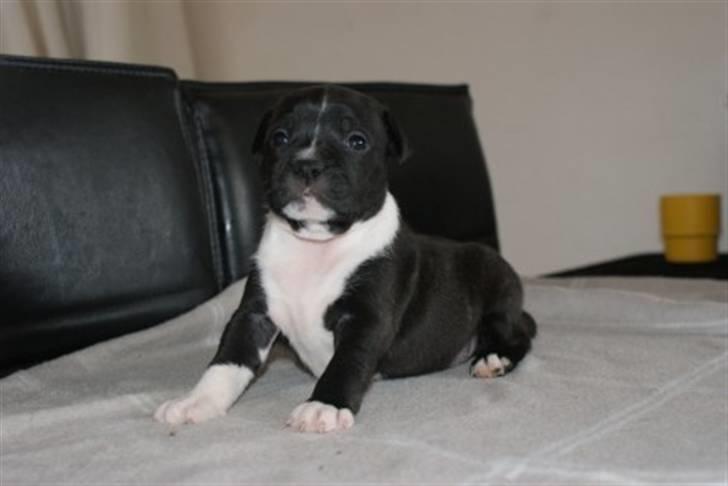 Staffordshire bull terrier Kenzo billede 5