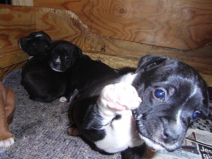 Staffordshire bull terrier Kenzo billede 6