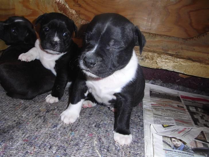 Staffordshire bull terrier Kenzo billede 7