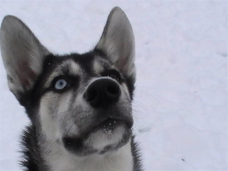 Siberian husky ziggie billede 8