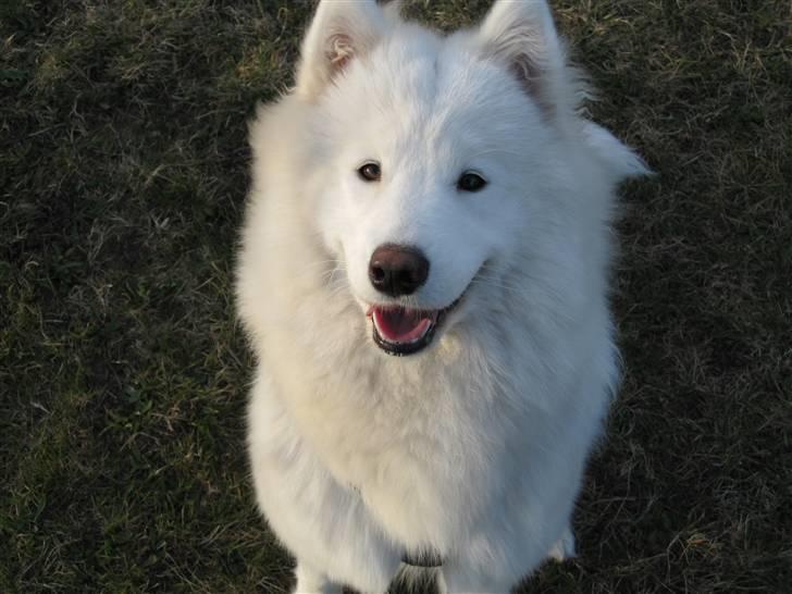 Samojedhund Nala billede 14