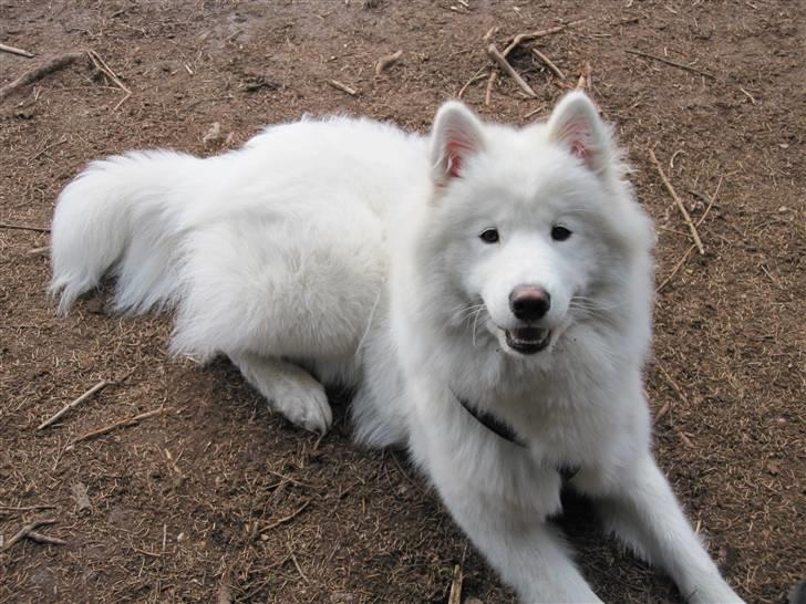 Samojedhund Nala billede 15