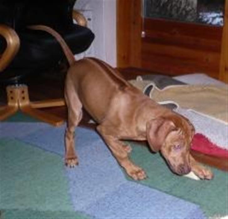 Rhodesian ridgeback zaliwa billede 1