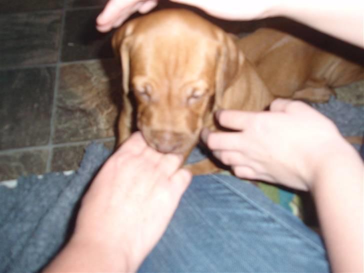 Rhodesian ridgeback zaliwa billede 2