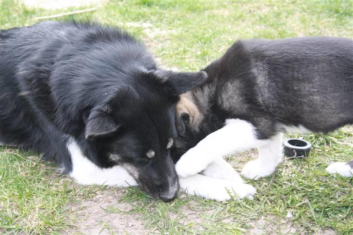 Blanding af racer Molly - Mor og datter. :)  billede 3