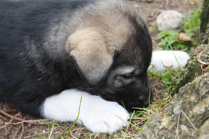 Blanding af racer Molly - Har fundet noget dejligt i haven xD billede 4