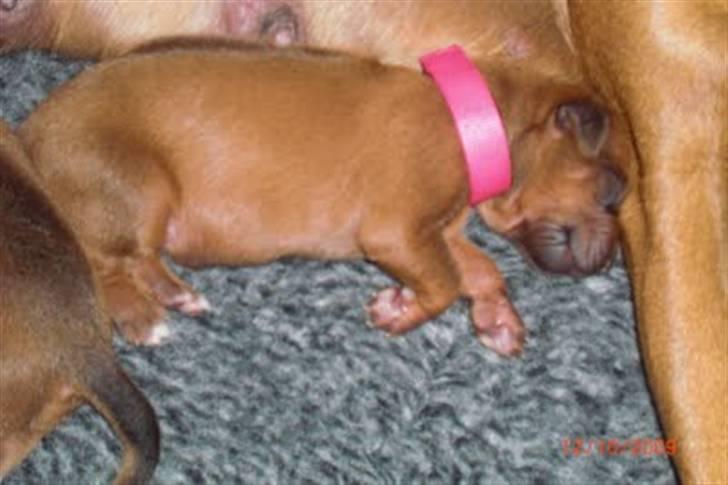 Rhodesian ridgeback zaliwa billede 3