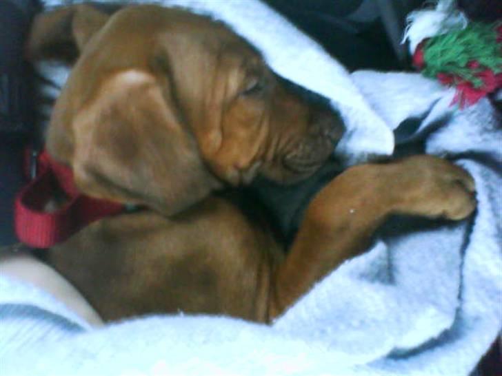 Rhodesian ridgeback zaliwa billede 4