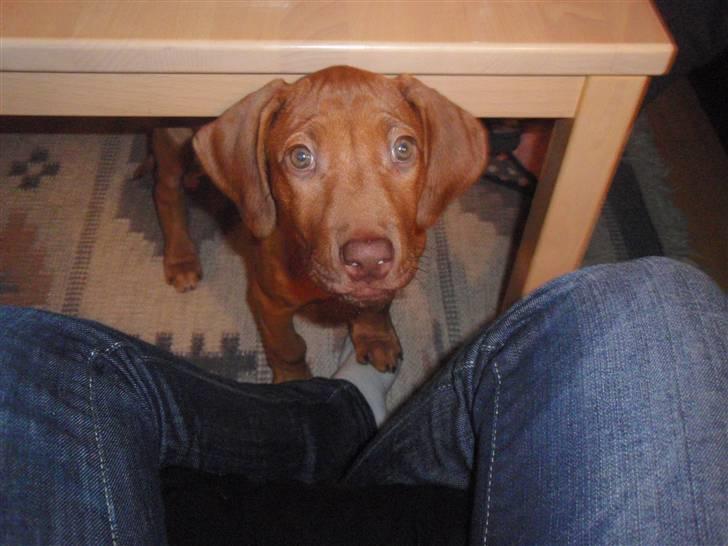 Rhodesian ridgeback zaliwa billede 5