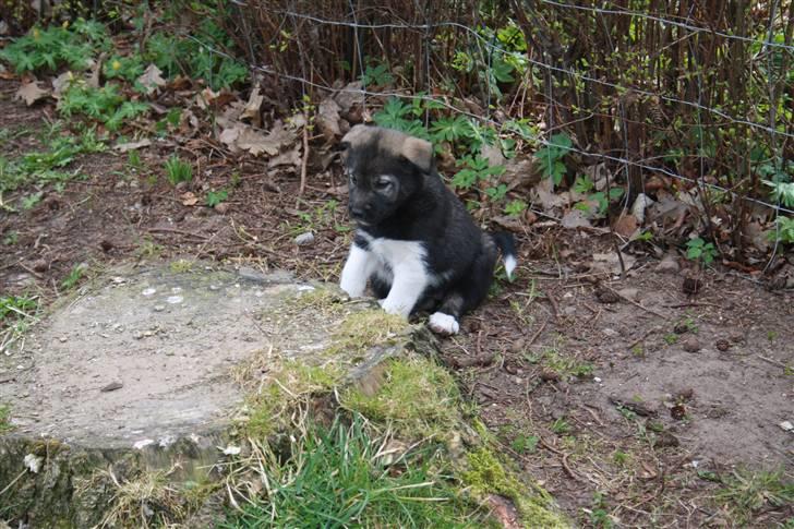 Blanding af racer Molly - Nu blev hun alligevel lidt træt (:  billede 6