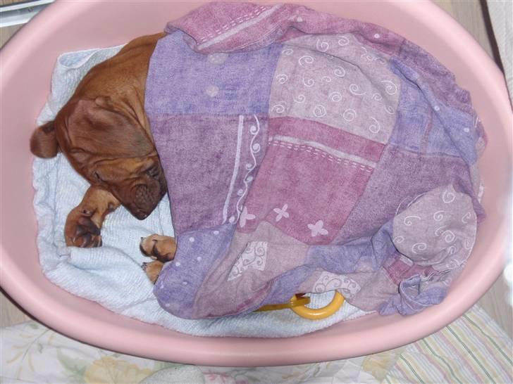 Rhodesian ridgeback zaliwa billede 6