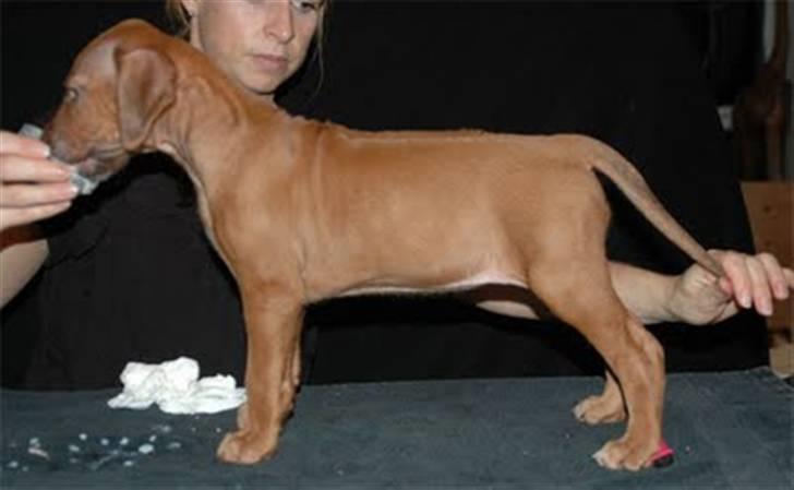 Rhodesian ridgeback zaliwa billede 7