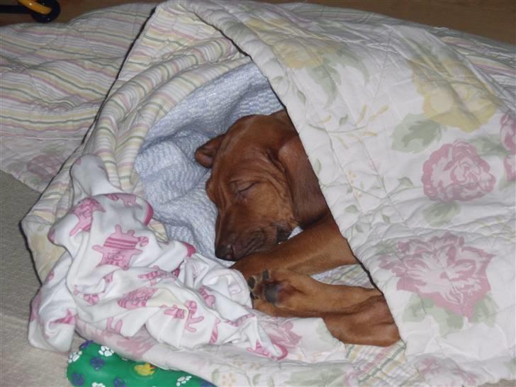 Rhodesian ridgeback zaliwa billede 8