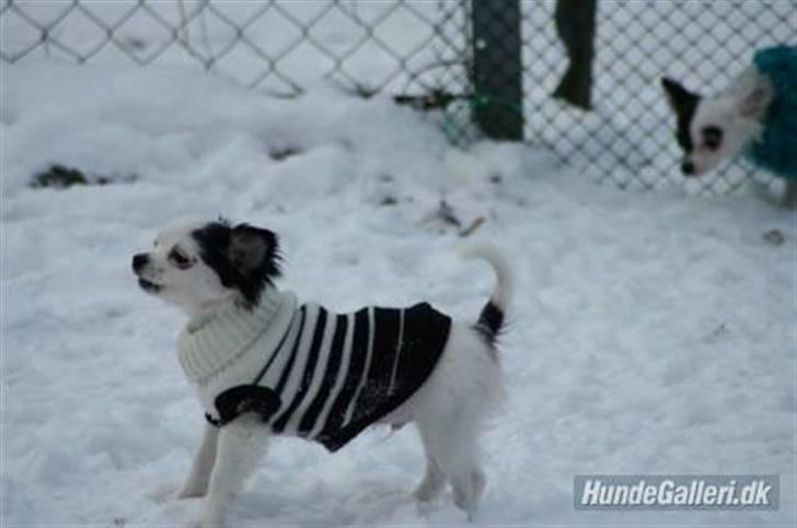 Chihuahua Bailey billede 1