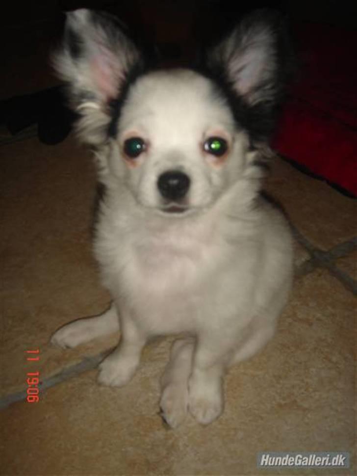 Chihuahua Bailey billede 2