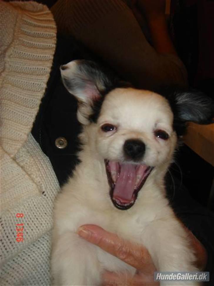 Chihuahua Bailey billede 3