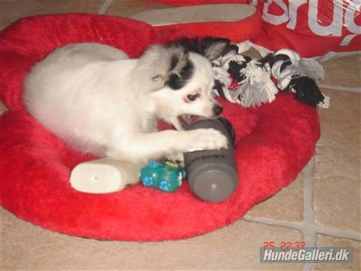 Chihuahua Bailey billede 4