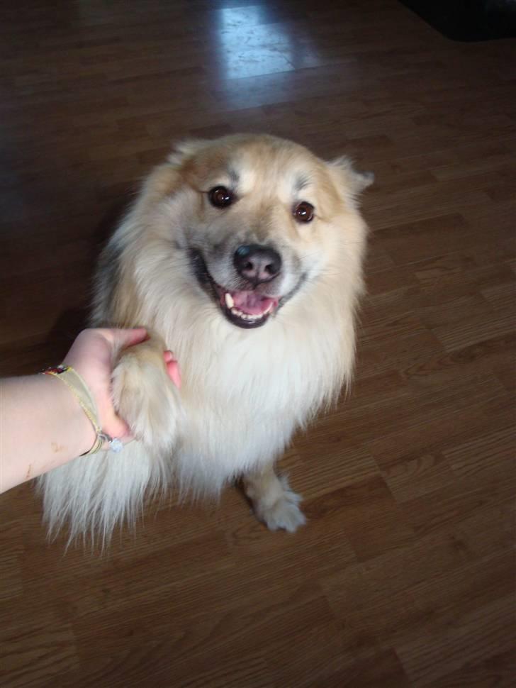 Islandsk fårehund Loki - Loki giver pote. billede 16