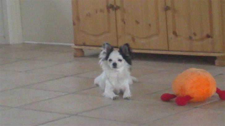 Chihuahua Bailey billede 5