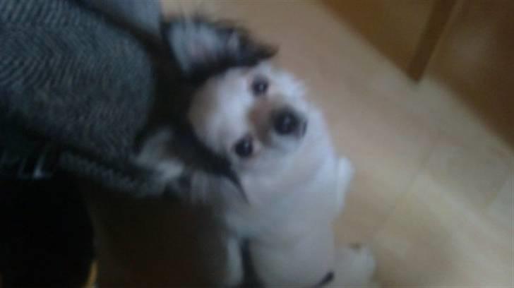 Chihuahua Bailey billede 6