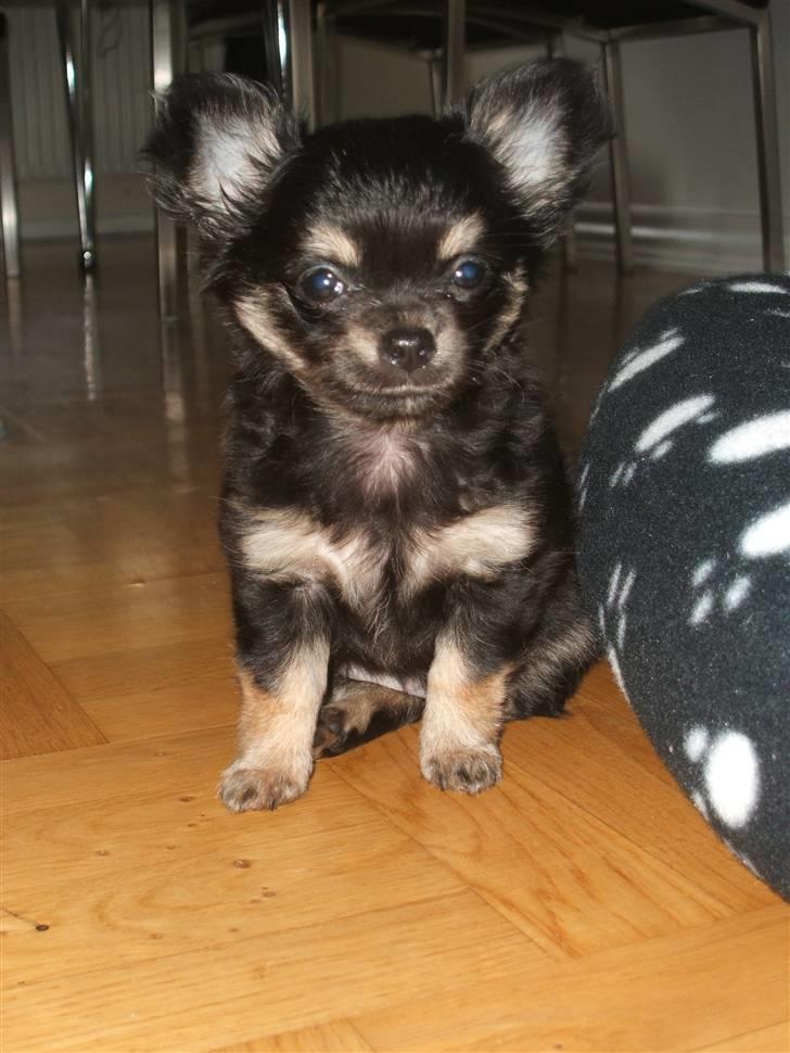 Chihuahua Lady La Luna billede 1