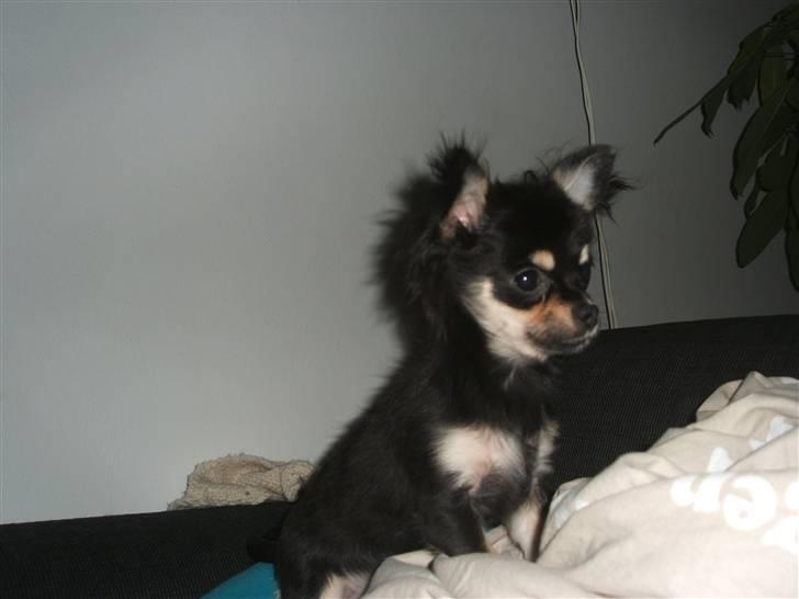 Chihuahua Lady La Luna billede 2