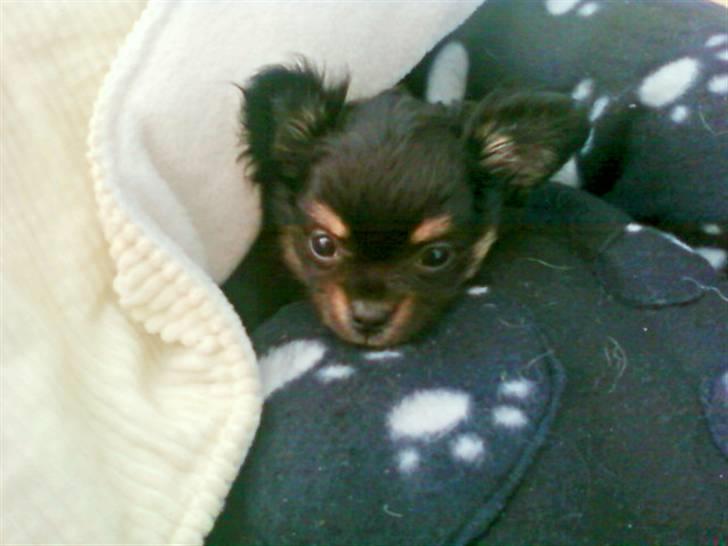 Chihuahua Lady La Luna billede 3