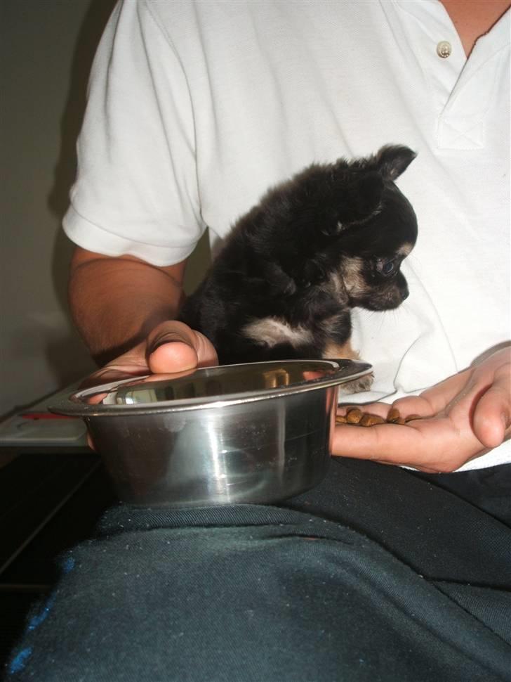 Chihuahua Lady La Luna billede 4