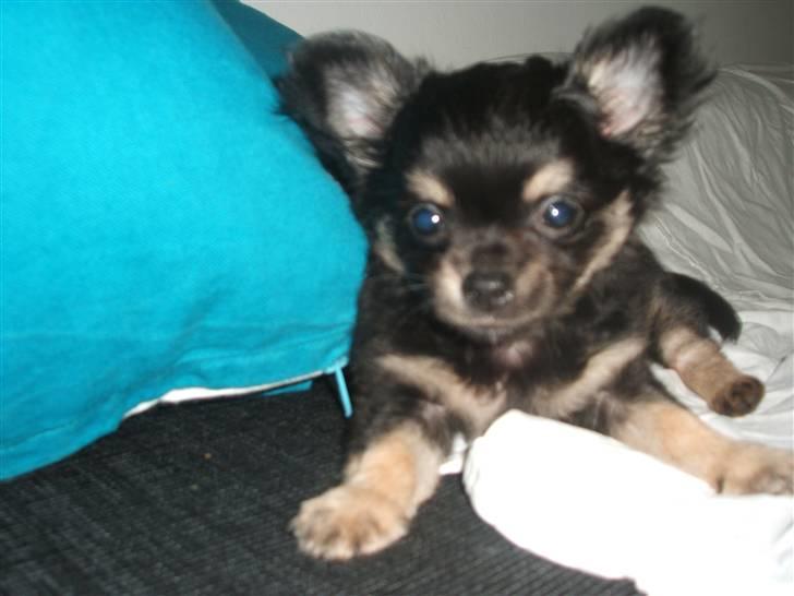 Chihuahua Lady La Luna billede 5