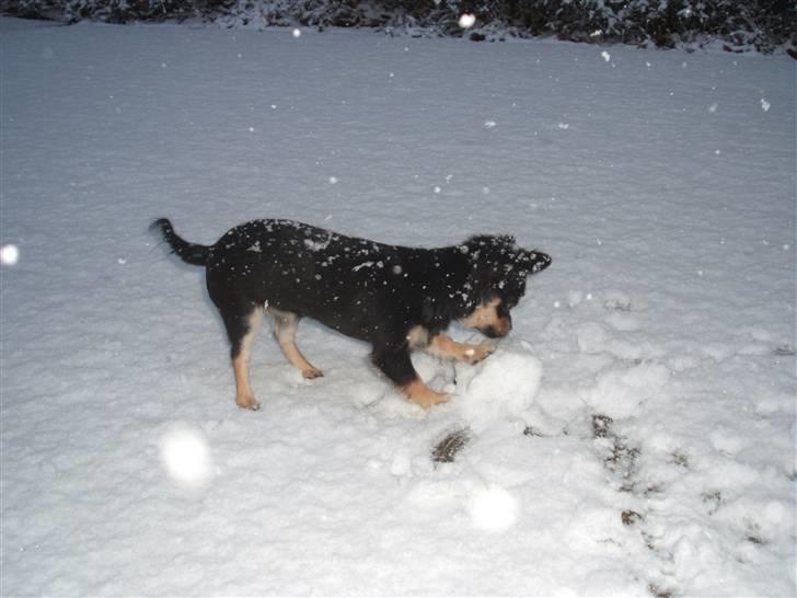 Chihuahua Lady La Luna billede 6