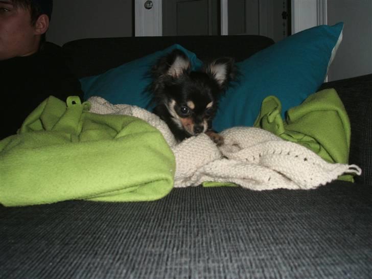 Chihuahua Lady La Luna billede 7