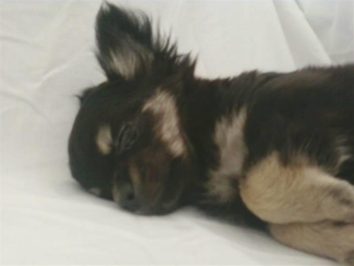 Chihuahua Lady La Luna billede 8