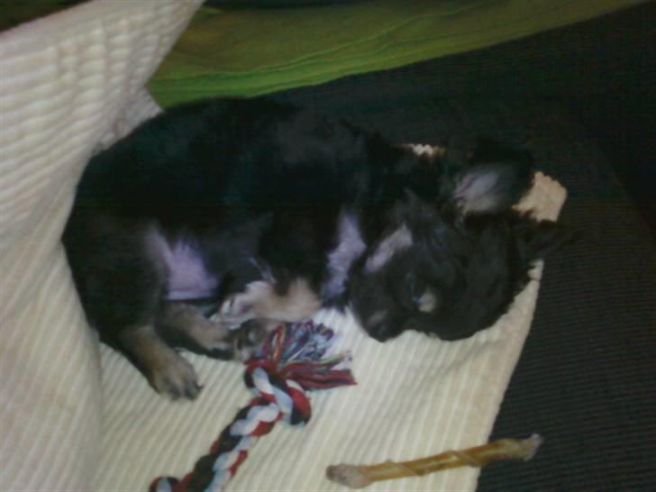 Chihuahua Lady La Luna billede 9