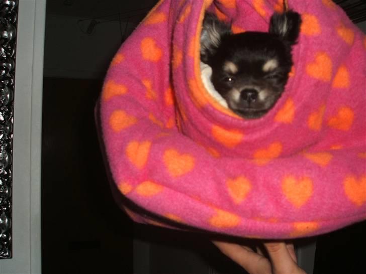 Chihuahua Lady La Luna billede 10